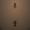 The Ant Arena - 