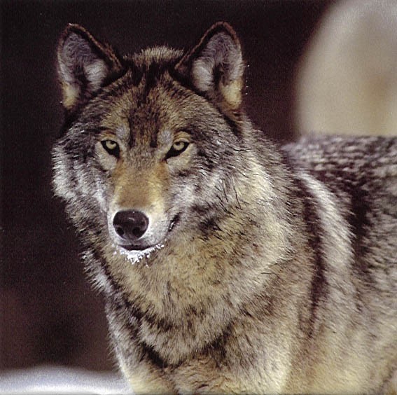 mimi-cool : wolf !!