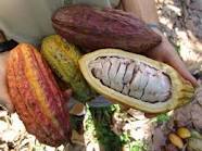 patco : le cacao ivoirien