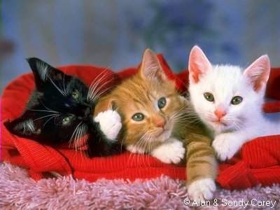 sifou-fashion : les trois chats
