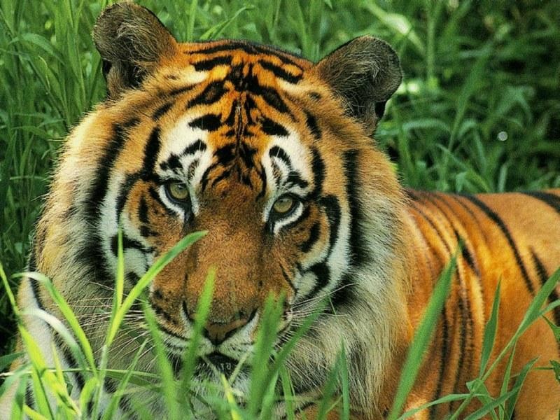 Benmedour : le tigre