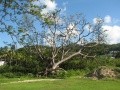 L Ile : tn-arbre-visoterra