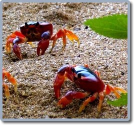 L Ile : touloulou-crabe-martinique