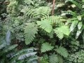 sondagetousriskmada : tn-vegetation-luxuriante