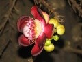 sondagetousriskmada : tn-superbe-fleur-la-one-day-flower