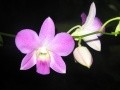 L Ile : tn-orchidee-de-ste-lucie