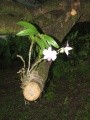 sondagetousriskmada : tn-orchidee-blanche