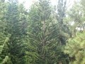 sondagetousriskmada : tn-coniferes-dans-la-rain-forest