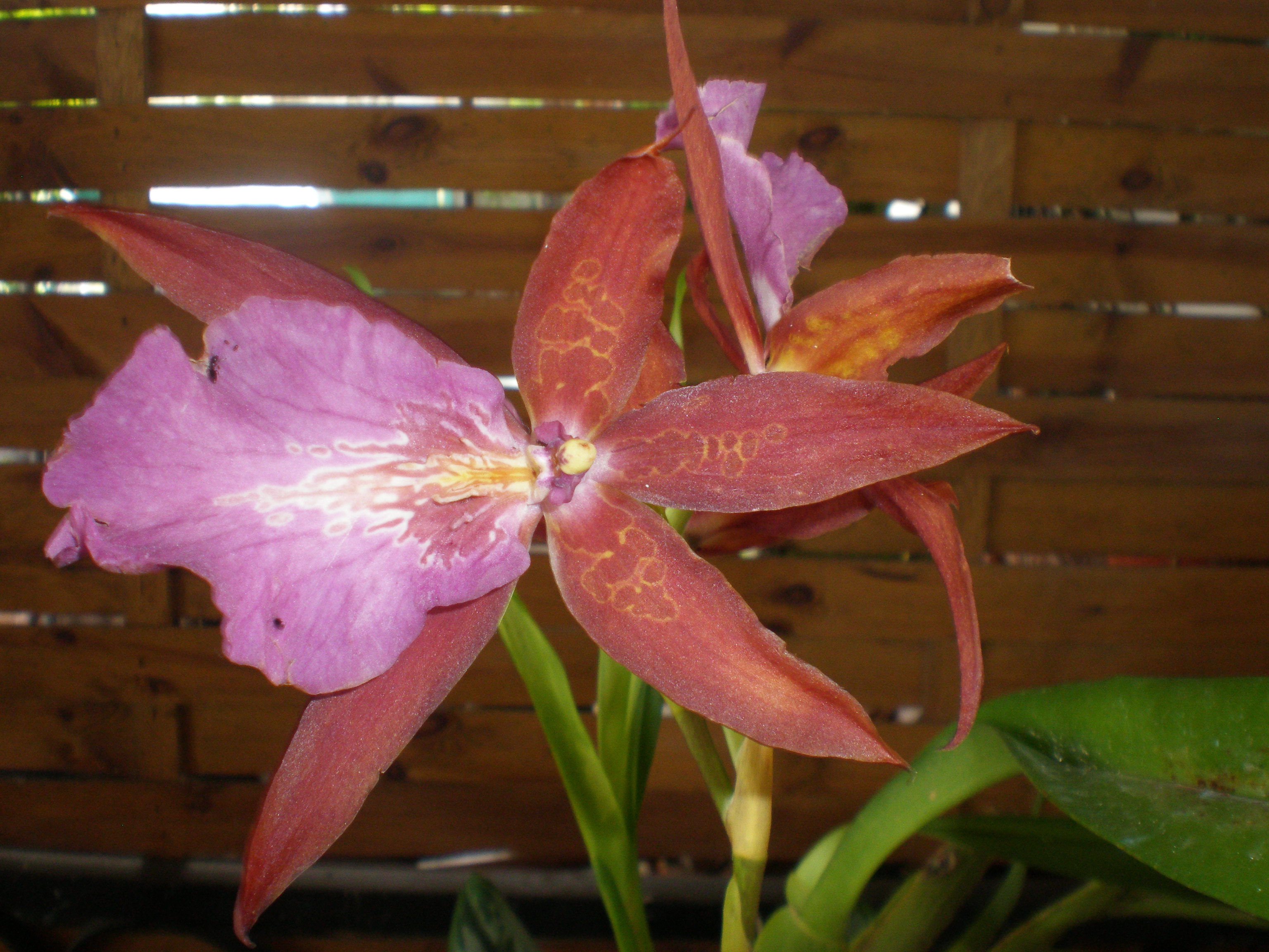 Yannis : fleur d' orchidée