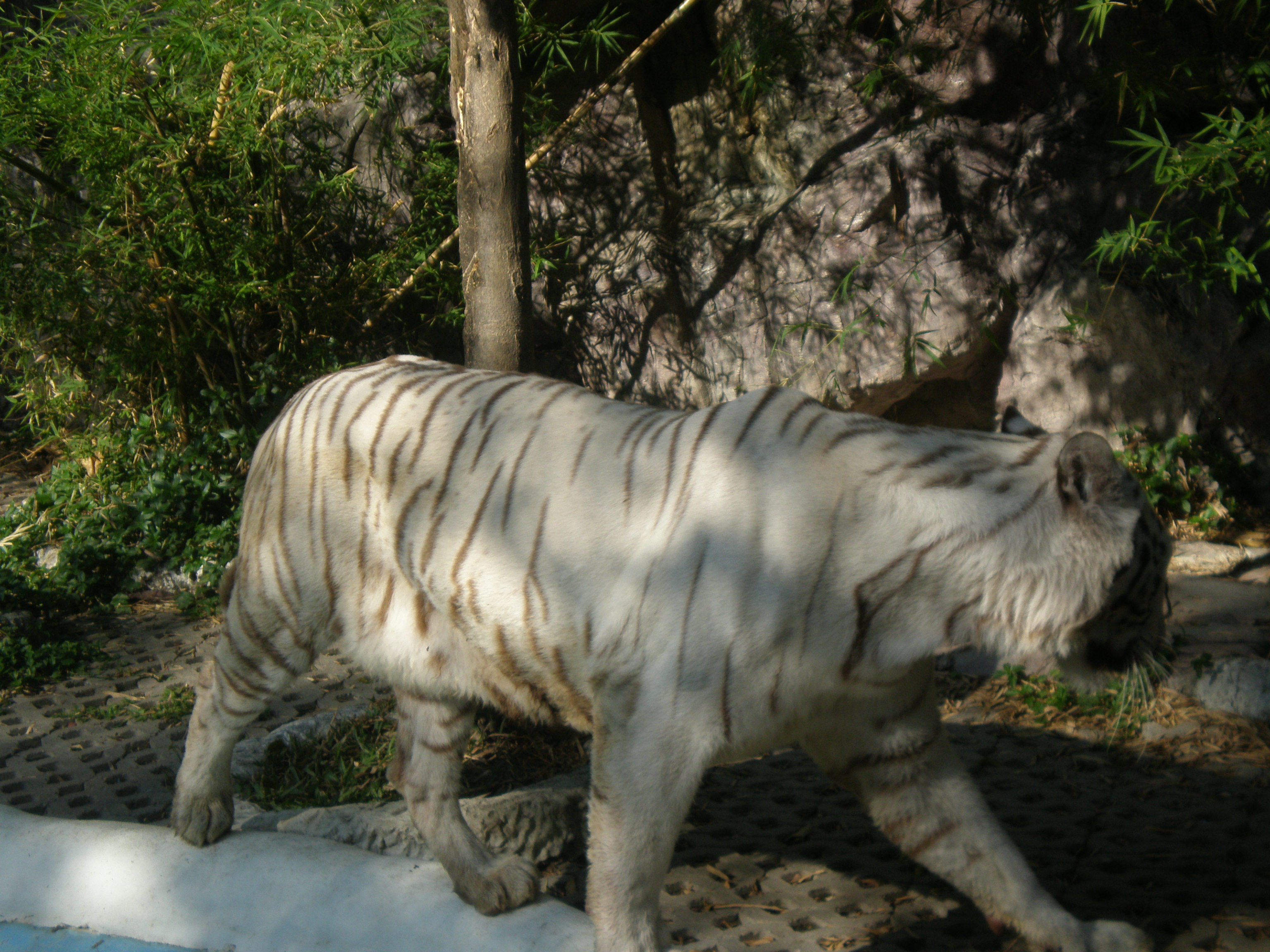 Yannis : tigre blanc