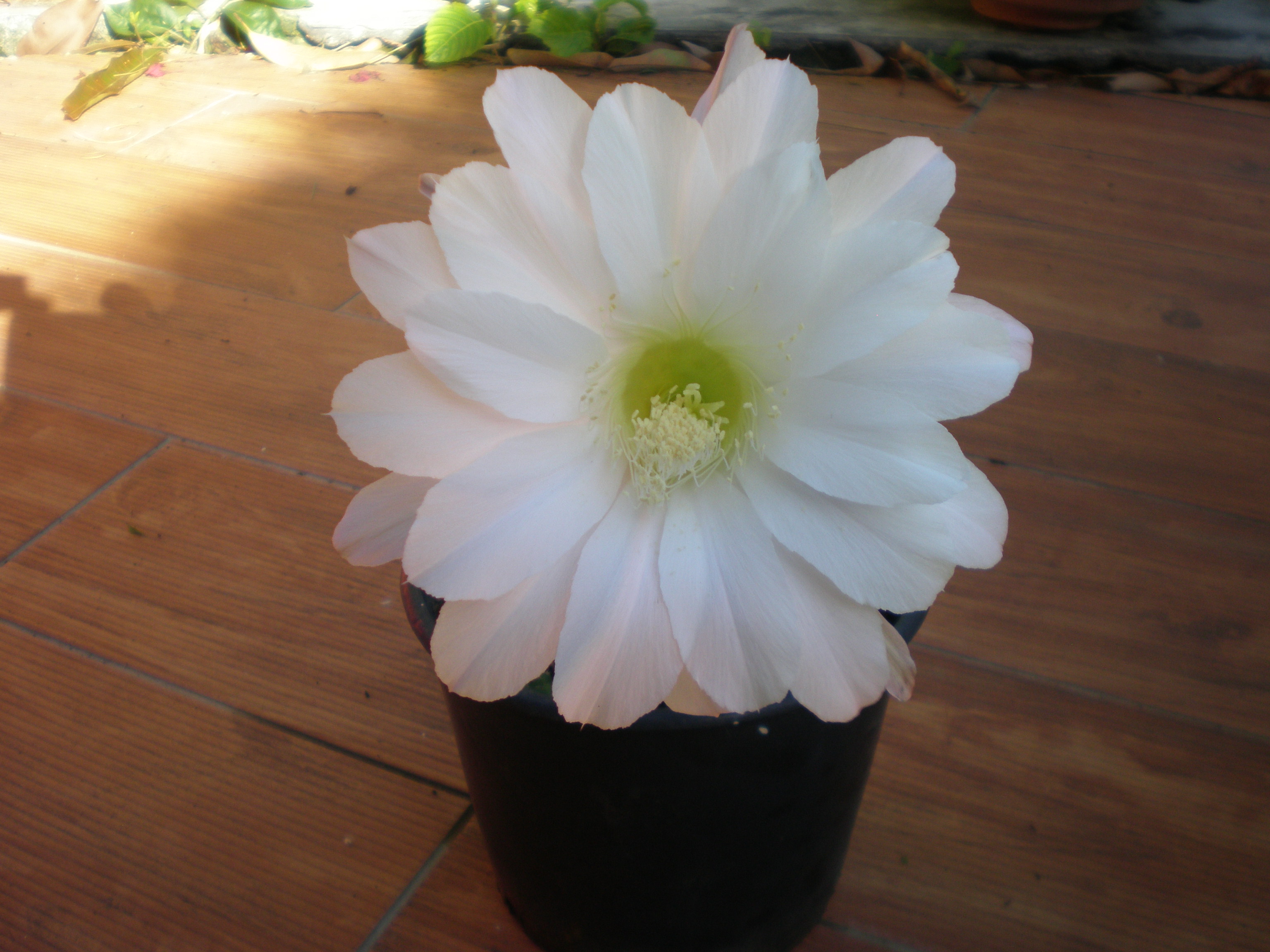 Yannis : fleur de cactus