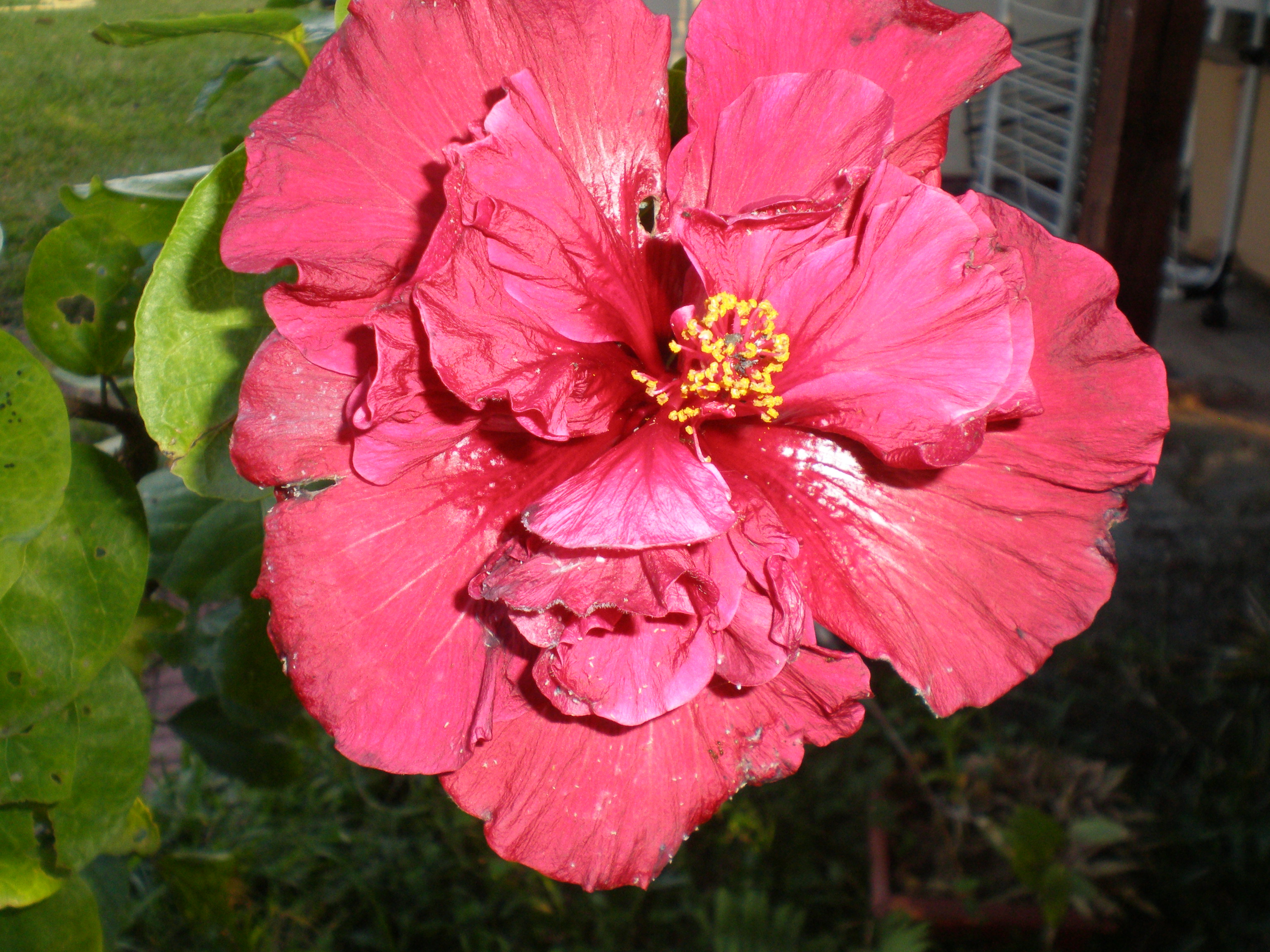 yan974 : hibiscus rouge
