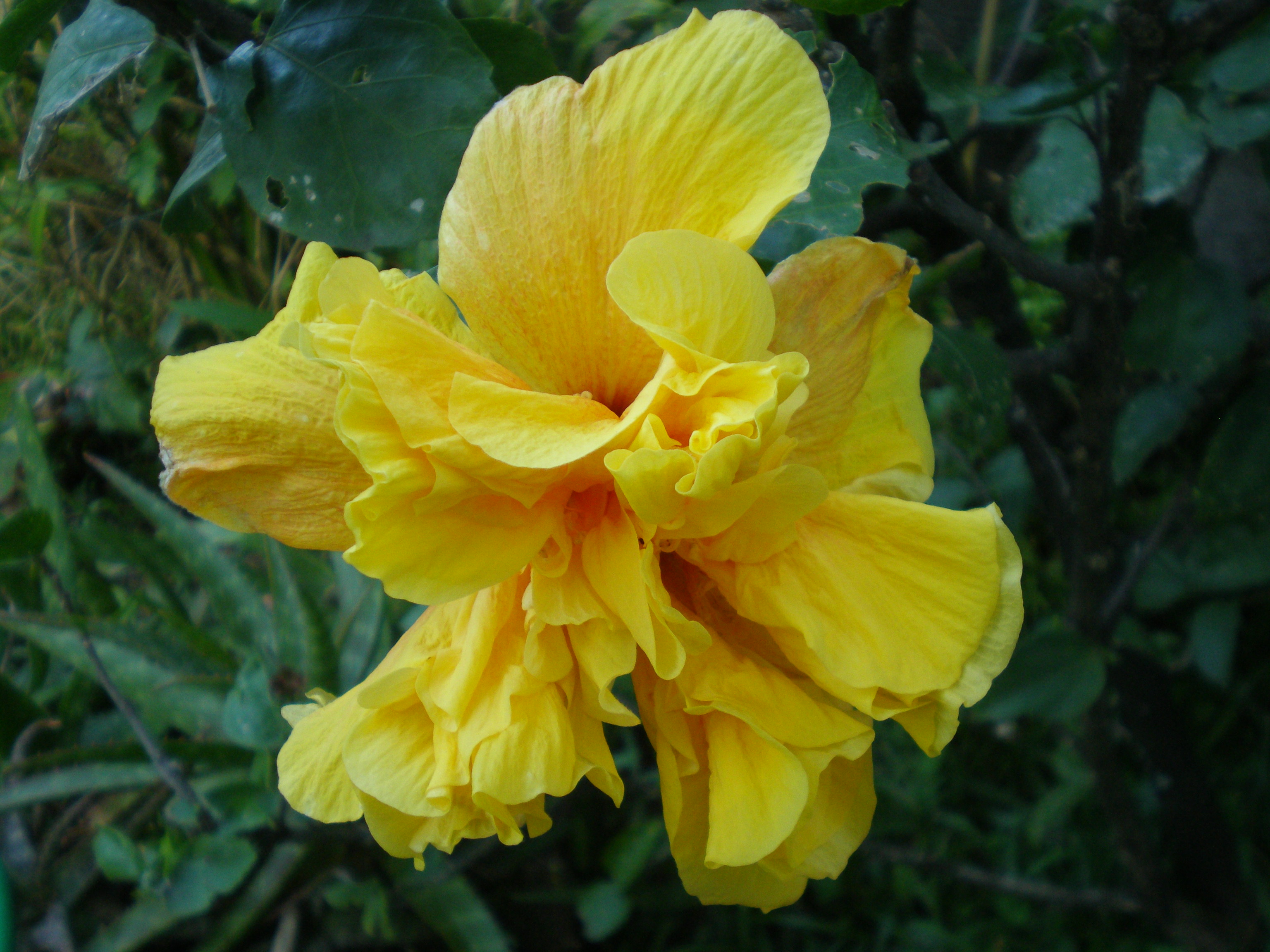 Yannis : hibiscus double jaune