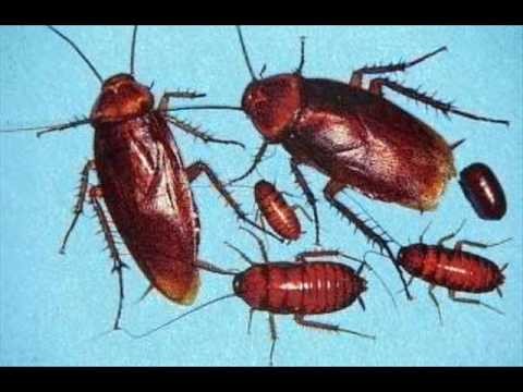 Nailbomb » Nailbomb Cockroaches