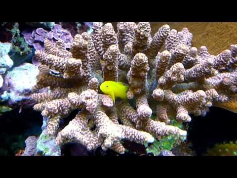 Aqua » 55 Gallon Reef Aquarium (Close-ups)