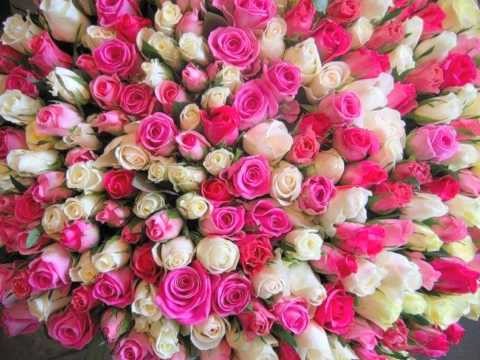 Nana Mouskouri » Roses Love Sunshine Nana Mouskouri
