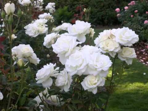 Nana Mouskouri » My Choice - Nana Mouskouri: White Roses of Corfu