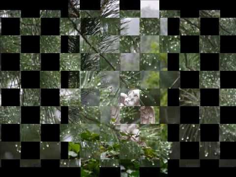 Alphaville » Alphaville - Summer Rain(Extended Version)
