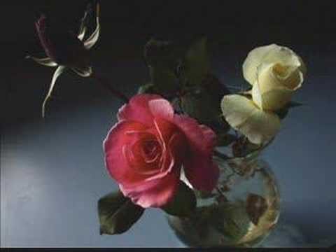 Enya » Enya - China Roses
