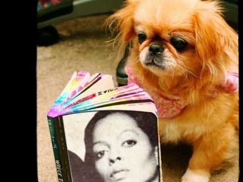 Diana Ross » Diana Ross No ones gonna be a fool forever