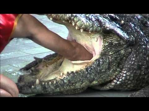 Pattaya Thailand Crocodile Farm 2011 .This man sticks his arm in a Crocodil