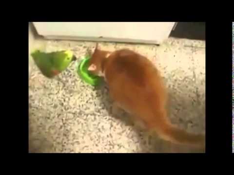 Parrot vs cat new video 2014