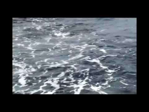 Rob Lewis Sailfish Fly 12lb tippet (SM replay)