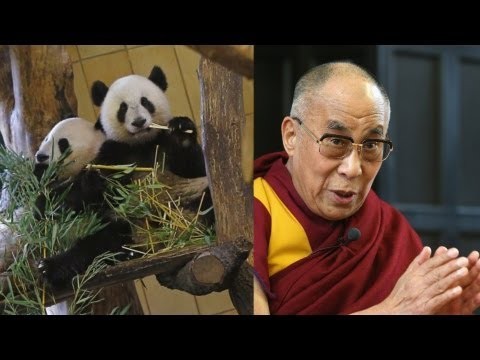 China Uses Panda Bears Against Dalai Lama in Austria