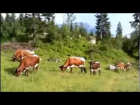 Alpen cows
