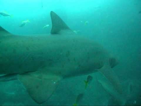 Diving with grey nurse sharks
