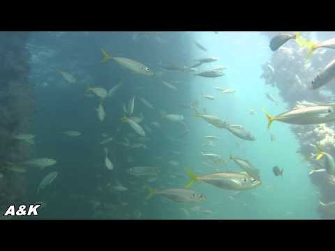 SCUBA Diving | Port Hughes Jetty 2012