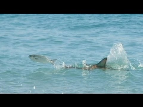 Thousands of sharks invade Florida's waters - no comment