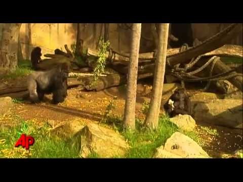 Baby Gorilla Debuts in Australia