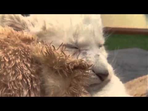 English World News - Rare White African Lion Cubs Born in Australia