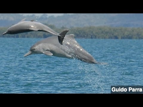 New Dolphin Species Discovered off Australian Coast