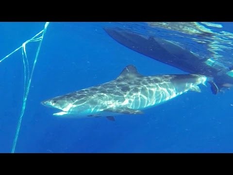 Hawaii scientists search for truth about shark attacks