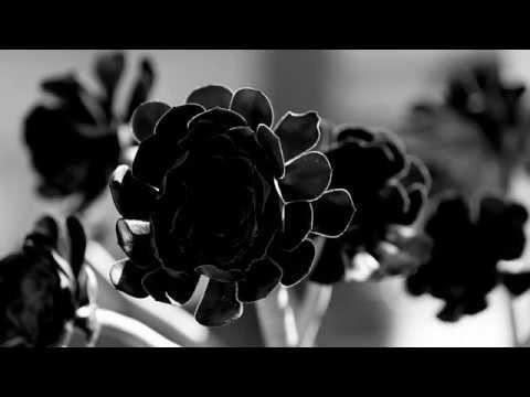 Trent Parke 'The Black Rose' ABC1