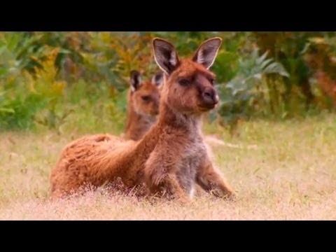 Kangaroo Island: a haven for Australian wildlife