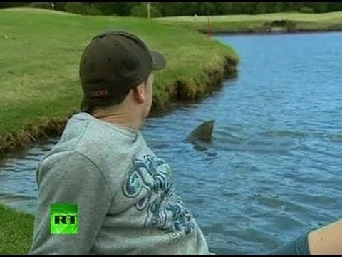 Killer sharks invade... golf course in Australia