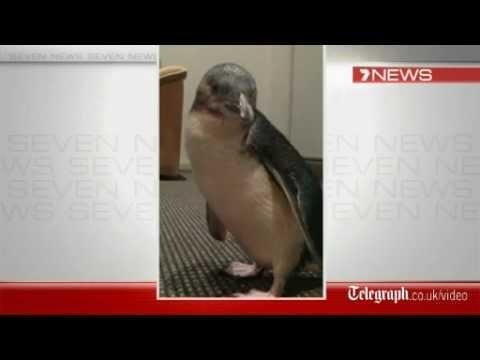Drunk tourists steal penguin from Australian Sea World