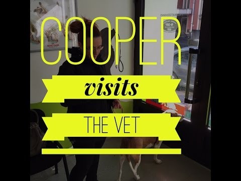 Cooper goes to the Vet - Vlogging from Bosnia.