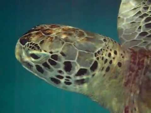 Swim with sea turtles at Paynes Bay