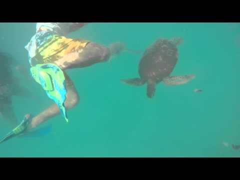 Sea Turtles in Barbados!