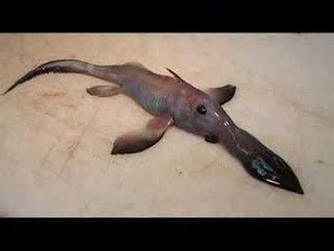 peces raros despues del tsunami