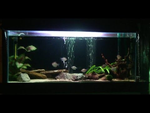 [NON GAMING #2] Aquarium Update w/ new fish (Relax Music)