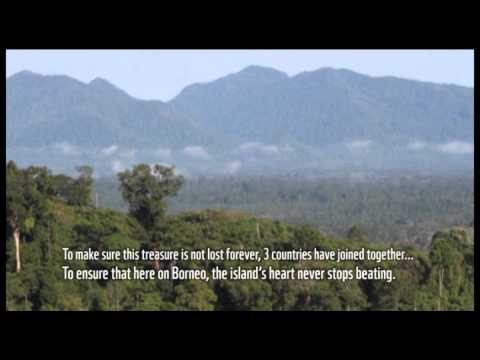 Heart of Borneo Song