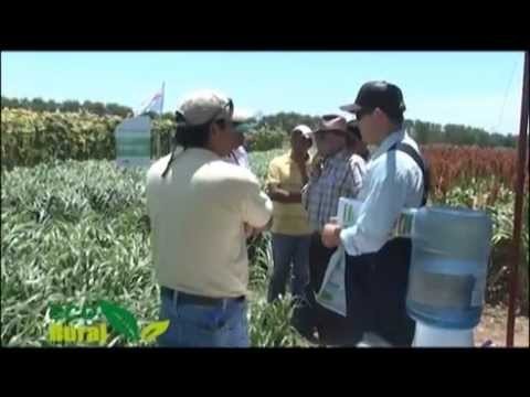 Eco Rural Dow AgroSciences Bolivia presenta a Convert Mulato II pasto para 