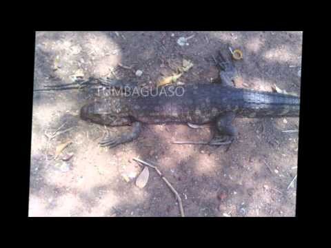 ExtraÃ±o y raro lagarto encontrado en Santa Cruz-Bolivia