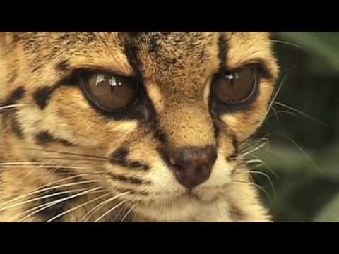 Brazil: wild cats