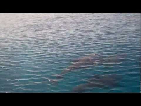 Dolphins playing in Exuma